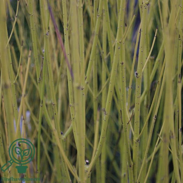 Cornus serica 'Flaviramea', Gulgrenet kornel (barrods)