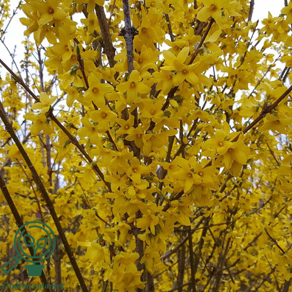 Forsythia intermedia 'Lynwood', Vårguld (barrods)