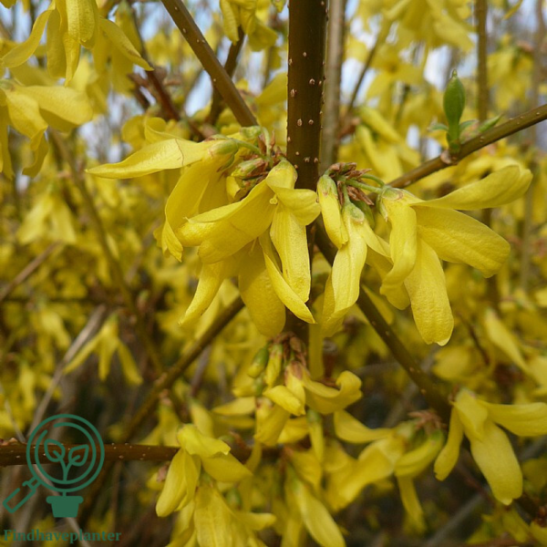 Forsythia intermedia 'Lynwood', Vårguld (barrods)