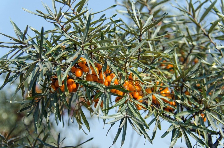 Hippophae rhamnoides, Havtorn (barrods)