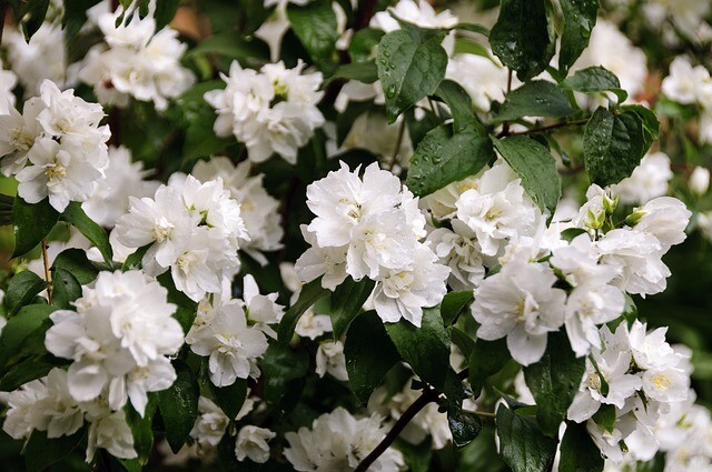 Philadelphus virginalis, Uægte Jasmin (barrods)