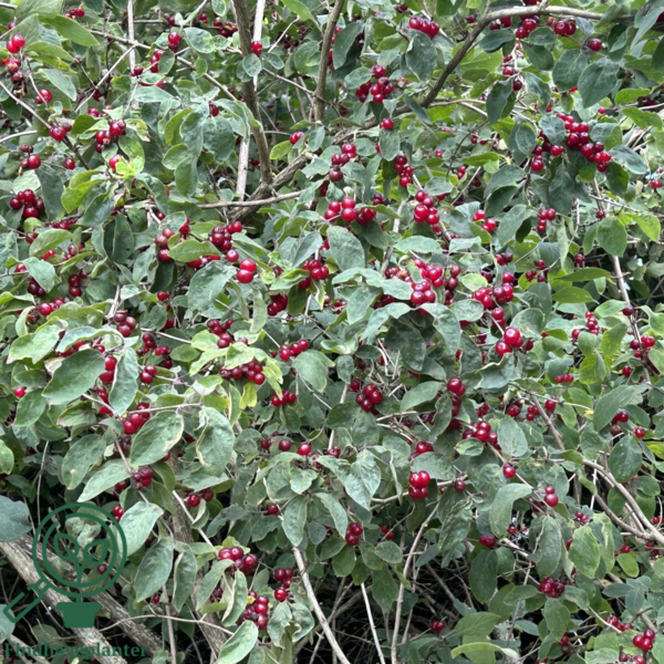 Lonicera xylosteum, Dunet gedeblad (barrods)