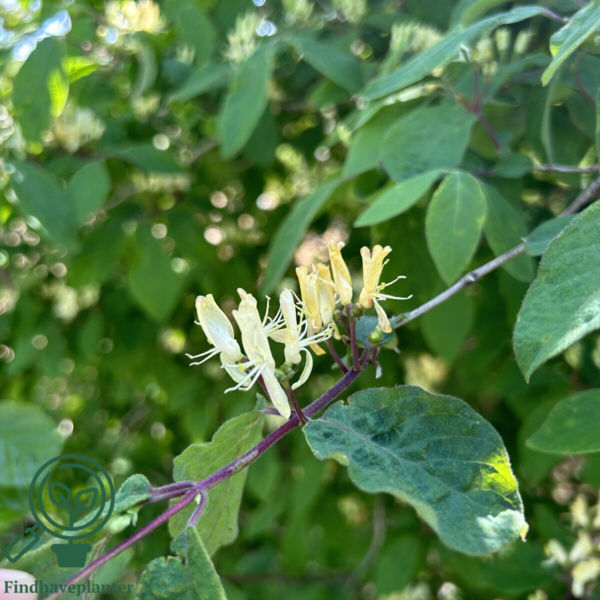 Lonicera xylosteum, Dunet gedeblad (barrods)