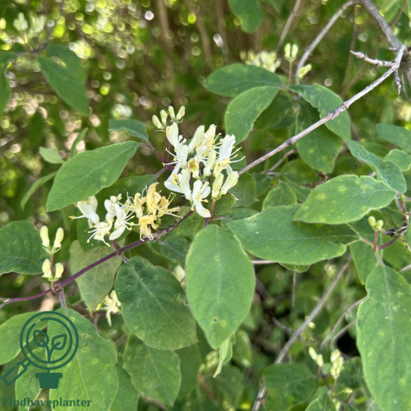 Lonicera xylosteum, Dunet gedeblad (barrods)