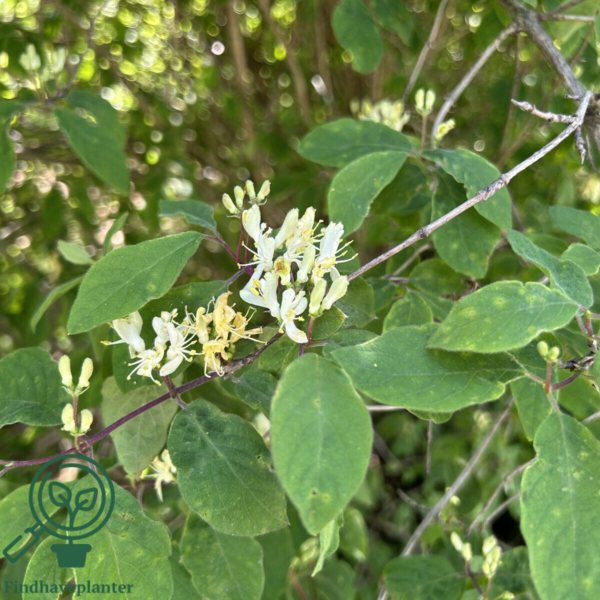 Lonicera xylosteum, Dunet gedeblad (barrods)