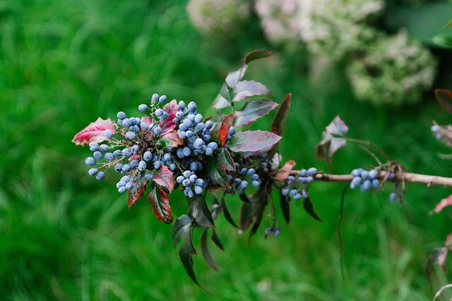 Mahonia aquifolium, Mahonie (barrods)