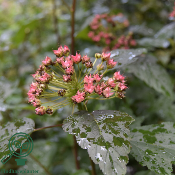 Physocarpus op. 'Diabolo', Blærespiræa (barrods)