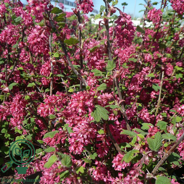 Ribes sanguineum 'Koja', Blodribs (barrods)