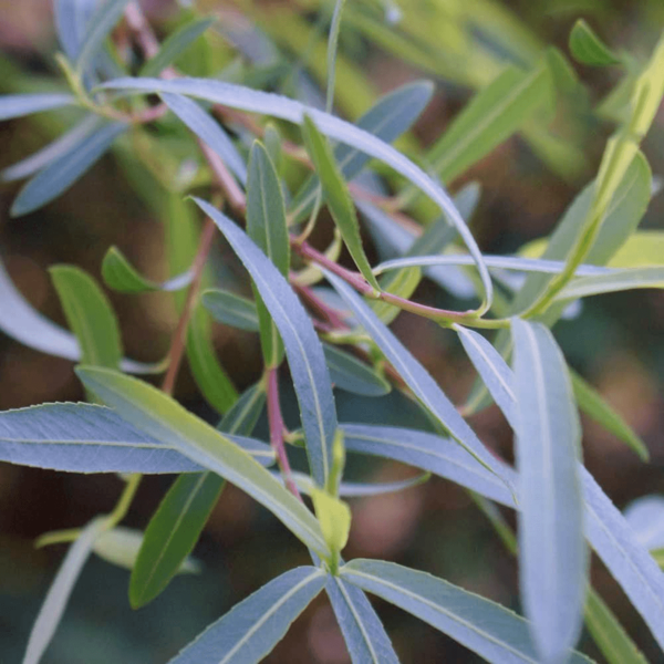 Salix purpurea 'Gracilis', Purpurpil (barrods)