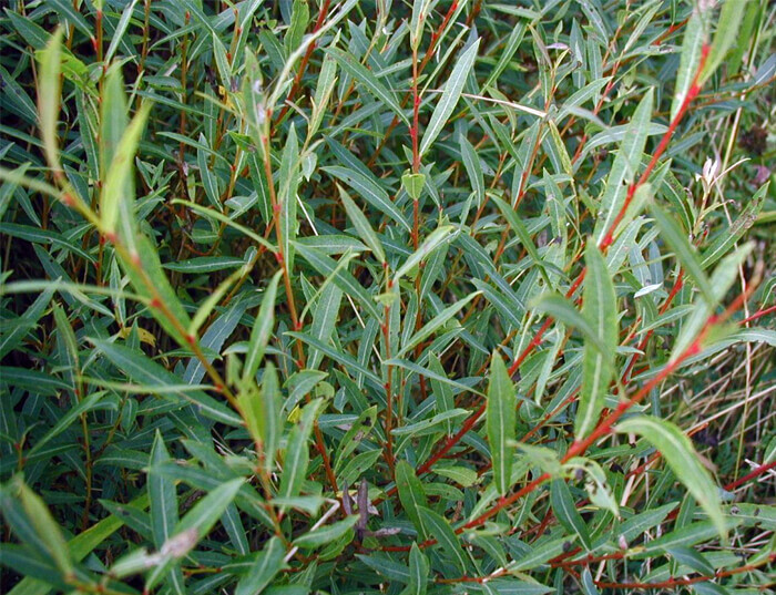 Salix purpurea 'Gracilis', Purpurpil (barrods)