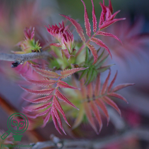Sorbaria sorbifolia, Tusindetop (barrods)