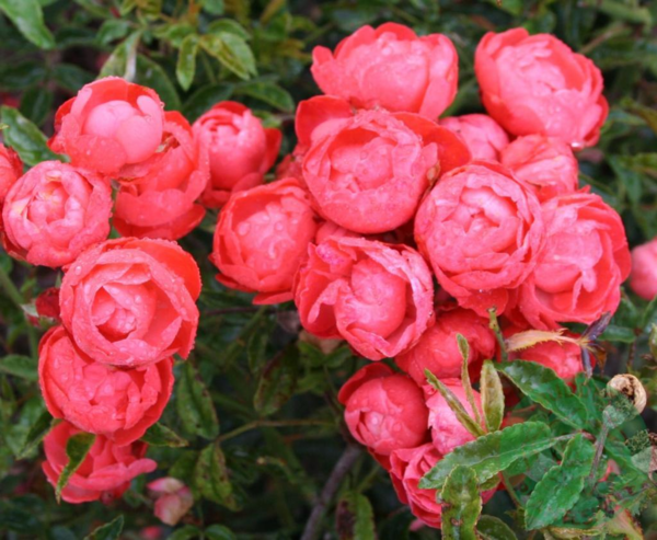 Rosa 'Orange Morsdag'