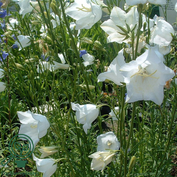 Campanula persicifolia 'Alba', Klokkeblomst