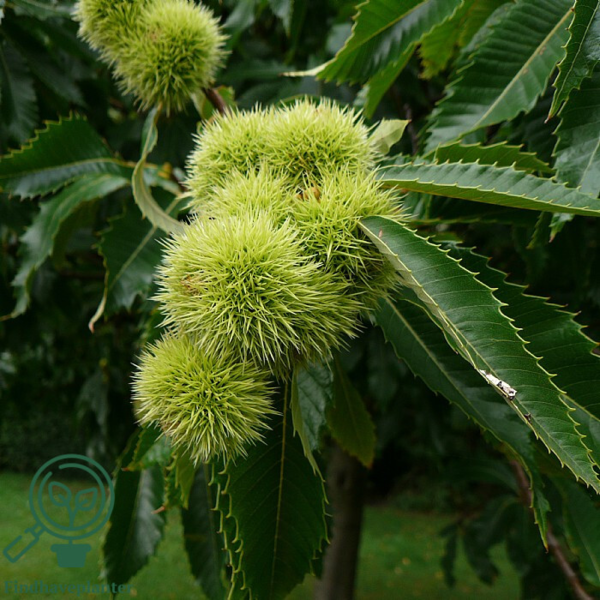 Castanea sativa, Ægte kastanje (barrods)
