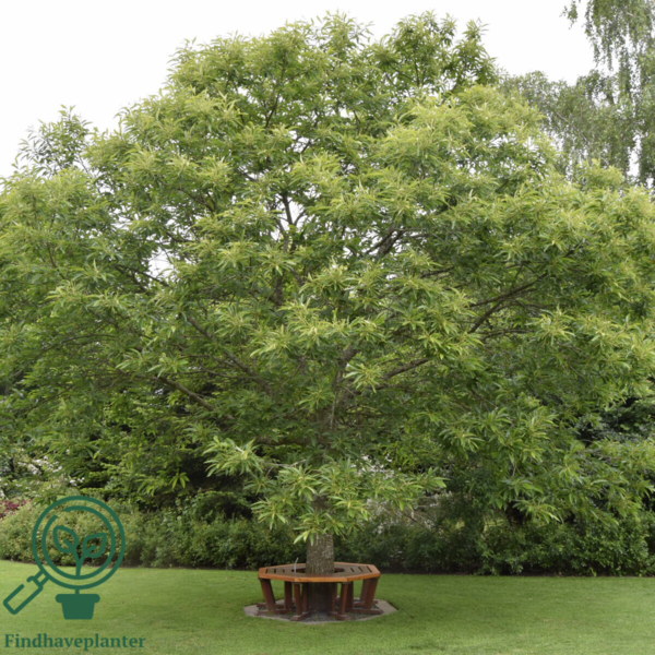 Castanea sativa, Ægte kastanje (barrods)