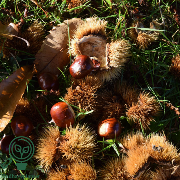 Castanea sativa, Ægte kastanje (barrods)