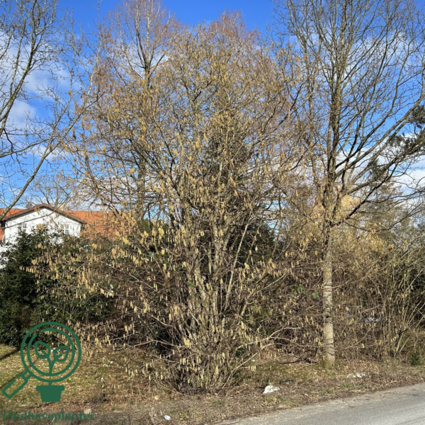 Corylus avellana, Alm.hassel (barrods)