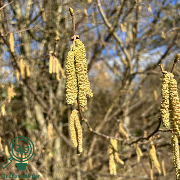 Corylus avellana, Alm.hassel (barrods)