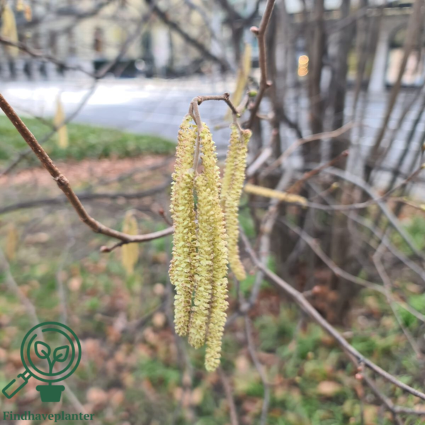 Corylus avellana, Alm.hassel (barrods)