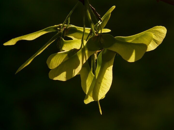 Acer platanoides, Spidsløn (barrods)