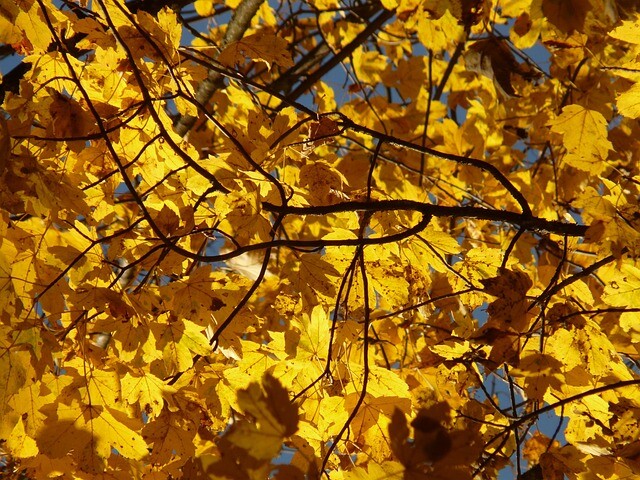 Acer pseudoplatanus, Ahorn (barrods)