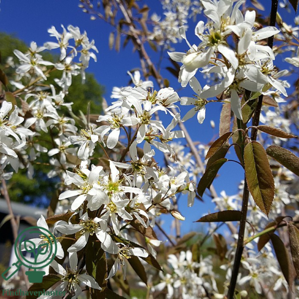 Amelanchier lamarckii, Bærmispel (barrods)