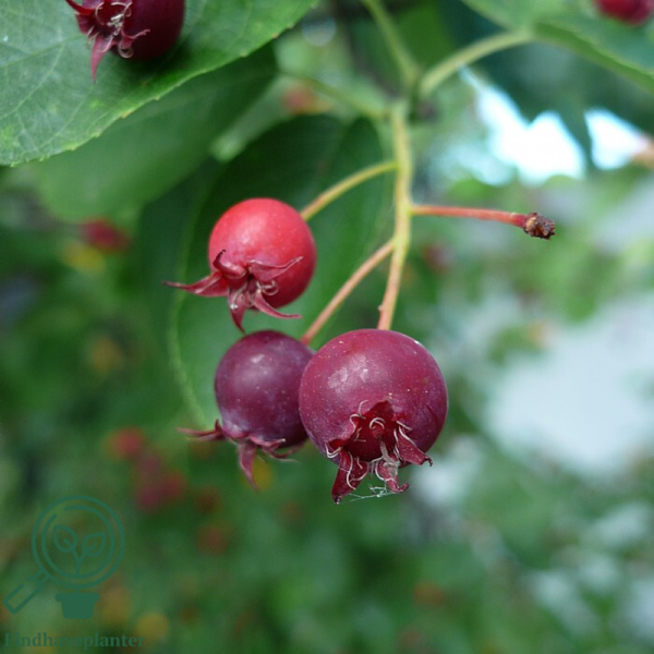 Amelanchier lamarckii, Bærmispel (barrods)