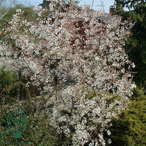 Amelanchier lamarckii, Bærmispel (barrods)