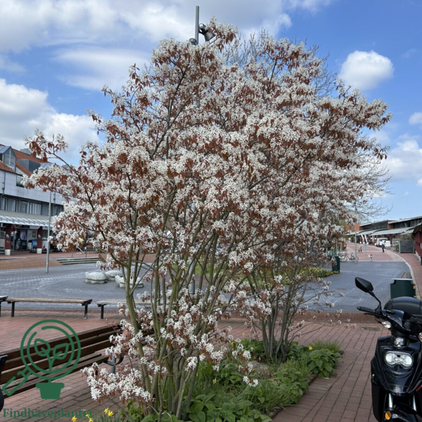 Amelanchier lamarckii, Bærmispel (barrods)