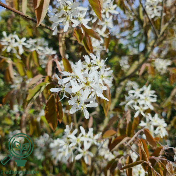 Amelanchier lamarckii, Bærmispel (barrods)