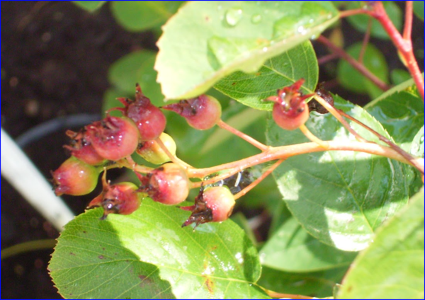 Amelanchier lamarckii, Bærmispel (barrods)