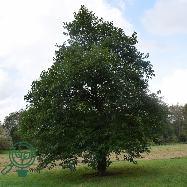 Alnus cordata, Hjertebladet el (barrods)