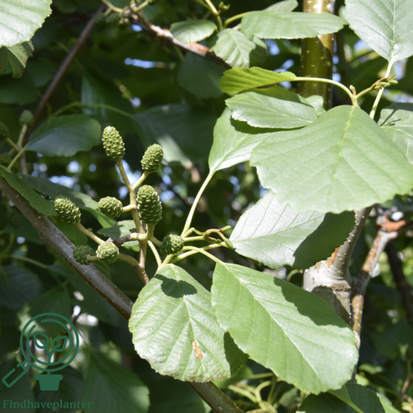 Alnus glutinosa, Rødel (barrods)