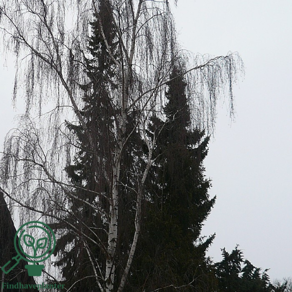 Betula pendula, Vortebirk (barrods)