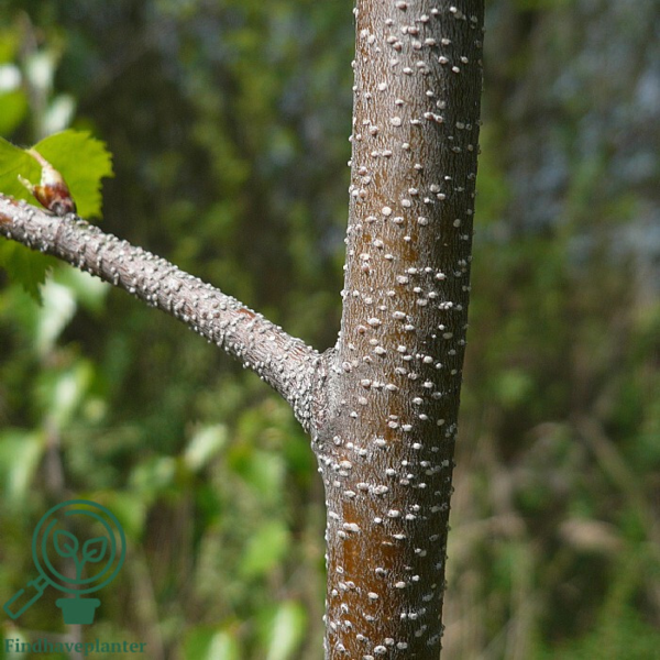 Betula pendula, Vortebirk (barrods)