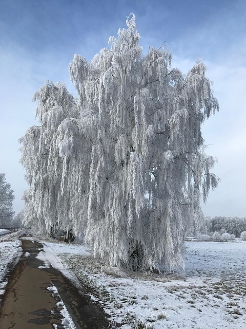 Betula pendula, Vortebirk (barrods)