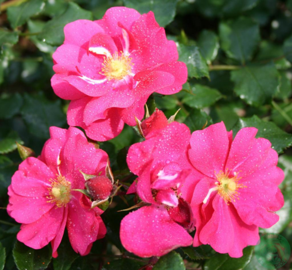 Rosa 'Sommermärchen®' (Korpinka)