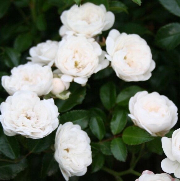 Rosa 'White Fairy'