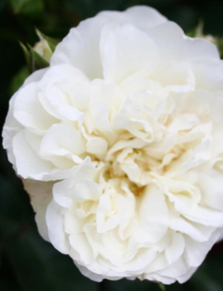 Rosa 'White Meidiland®' (Meicoublan)