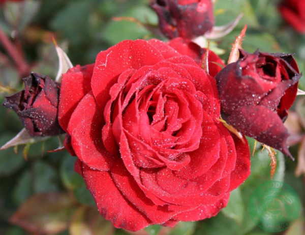 Rosa 'Fall in love again'