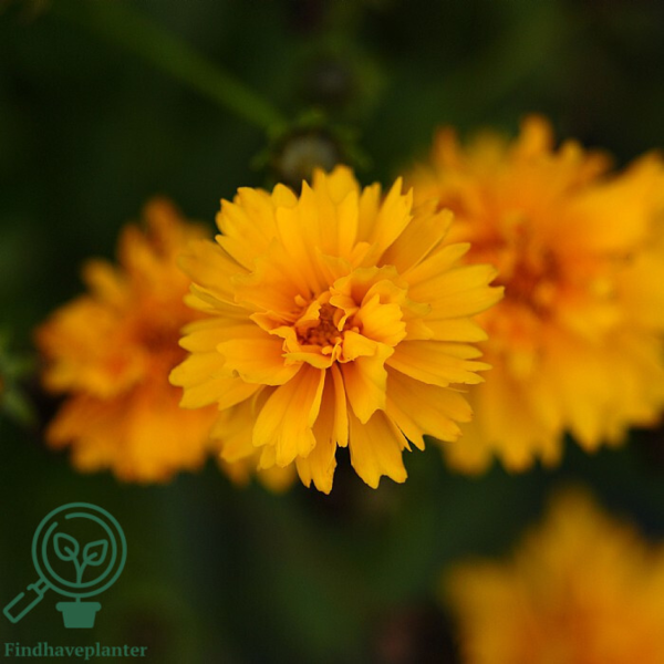 Coreopsis grandiflora 'Sunray', Skønhedsøje