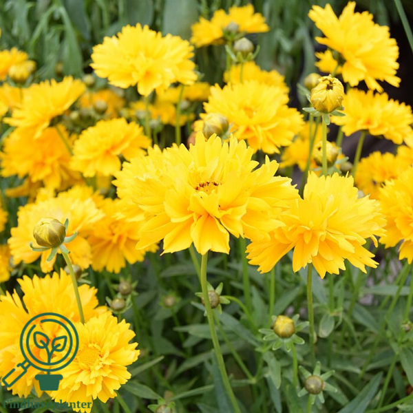Coreopsis grandiflora 'Sunray', Skønhedsøje