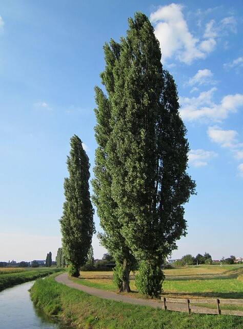 Populus nigra 'Italica', Pyramidepoppel (barrods)