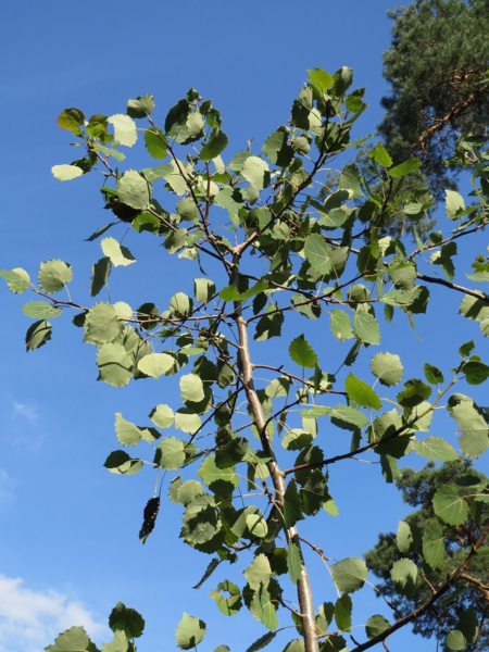 Populus tremula, Bævreasp (barrods)