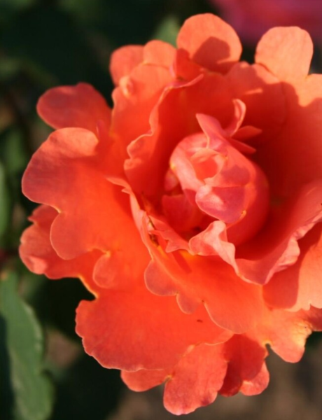 Rosa 'Alibaba'