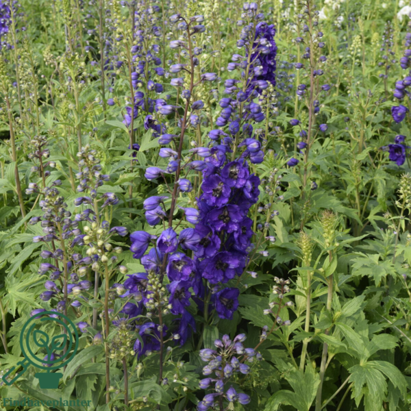 Delphinium pacific-hybrid 'Black Knight', Ridderspore