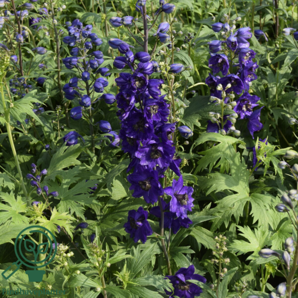 Delphinium pacific-hybrid 'Black Knight', Ridderspore
