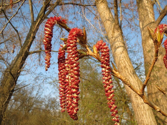 Populus candensis 'Bacherlierii, Canadisk poppel (barrods)