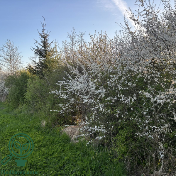 Prunus Spinosa, Slåen (barrods)