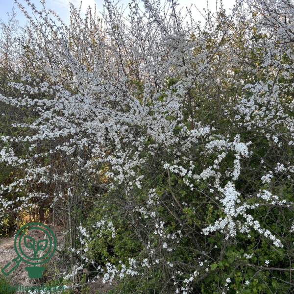 Prunus Spinosa, Slåen (barrods)